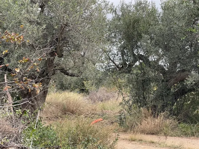 EN VENTA – SUELO RÚSTICO EN CAMBRILS (TARRAGONA) - foto 4