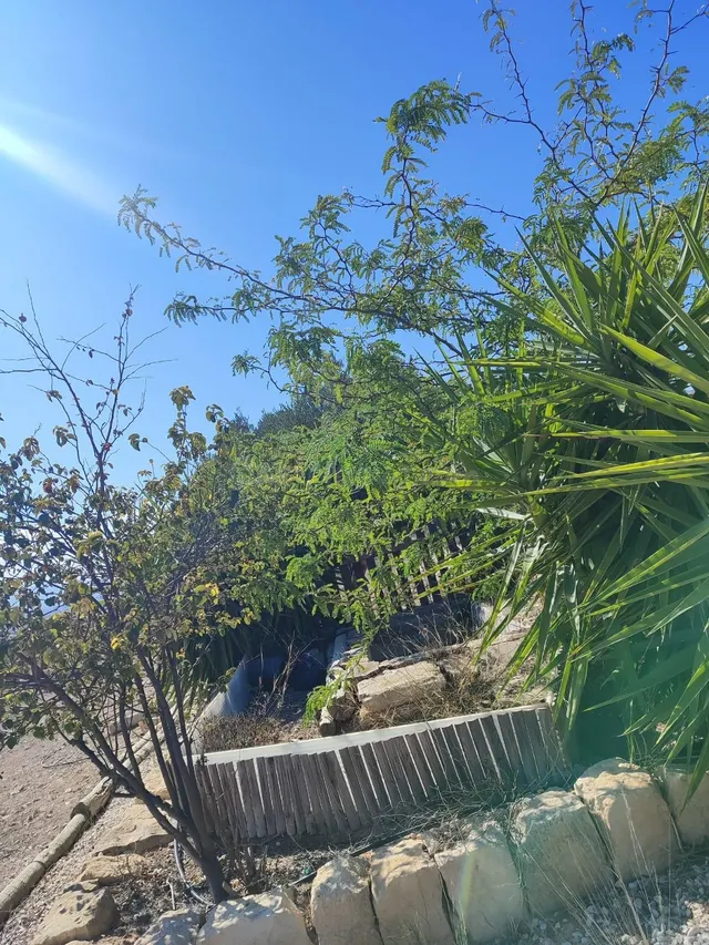 Se vende chalet /monovar / listo para vivir / arboles frutales — 7