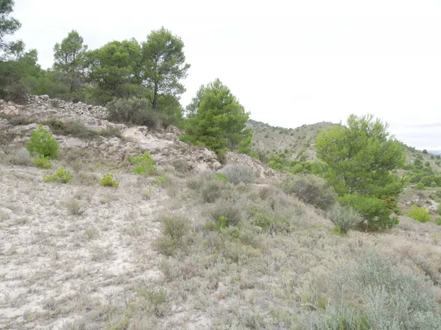 TERRENO RÚSTICO EN LA ZONA DE LA ZAFRA DE MONÓVAR — 6