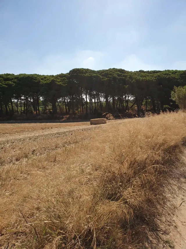 CORTIJO EXPLOTACION AGRARIA Y OLIVAR EN PRODUCCION FRENTE A LA BARROSA — 7
