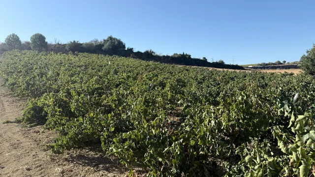 FINCA DE VIÑEDOS Y ÁRBOLES FRUTALES EN LA PALMA DEL CONDADO HUELVA — 8