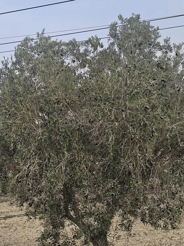 Finca con 26 hectáreas de terreno cultivado, ubicada en Torr
