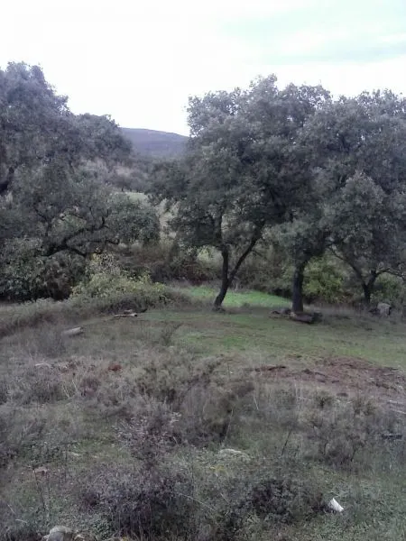 DEHESA 160 Has, GANADERA SIERRA DE HUELVA — 5