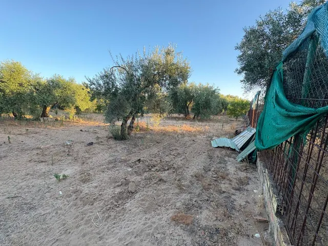 Parcela de Oportunidad con Nave y Olivos en Venta - foto 5
