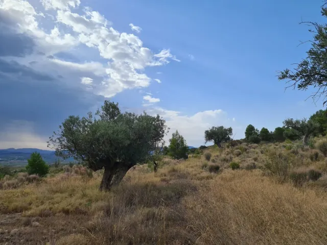 Parcela en Pinoso — 7