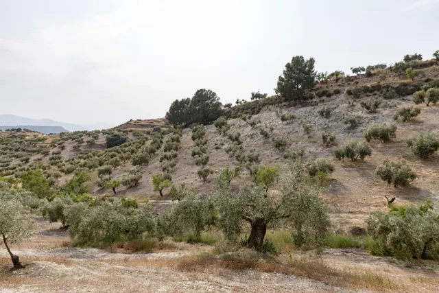 Olivar en venta - JAYENA — 18