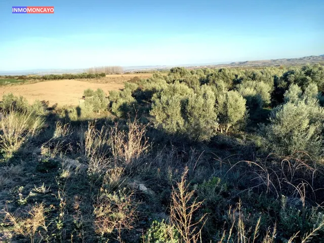 Se vende olivar a 3 km de Tortoles - foto 3