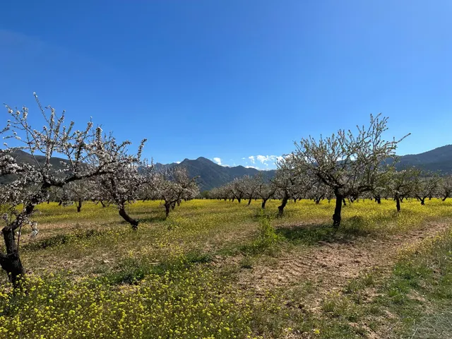 VENTA DE FINCA RUSTICA DE 6,5 HECTAREAS DE ALMENDROS Y ALGUNOS OLIVOS EN DILAR — 21