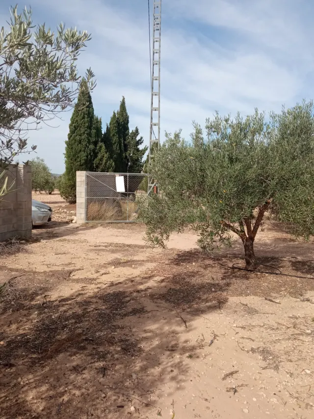 Parcela todo vallada con arboles de olivos en producción y c