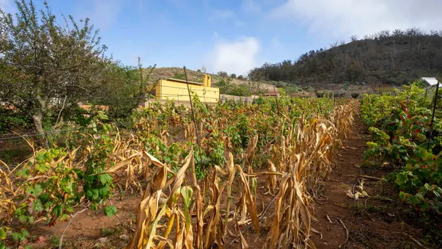 Terreno urbano en Tacoronte. — 11