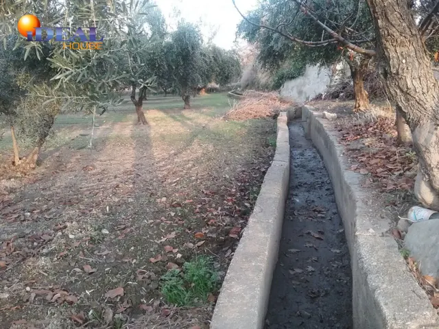 OLIVAR EN LA ZUBIA DE 3.597 M2 — 2