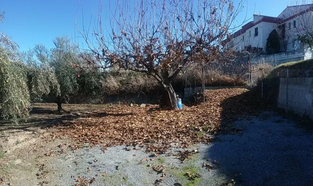 OLIVAR EN LA ZUBIA DE 3.597 M2 — 3