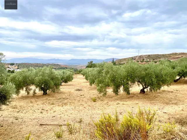 NIVAR - FINCA DE OLIVOS — 21