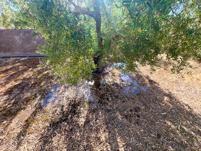 ALBOLOTE - PANTANO CUBILLAS — 10