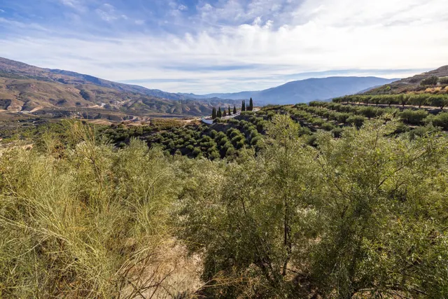 ¡Oportunidad única! Dos Fincas rústicas de mas de 15.000 m2 en total en Pinos del Valle. VENTA JUNTAS O SEPARADAS — 41