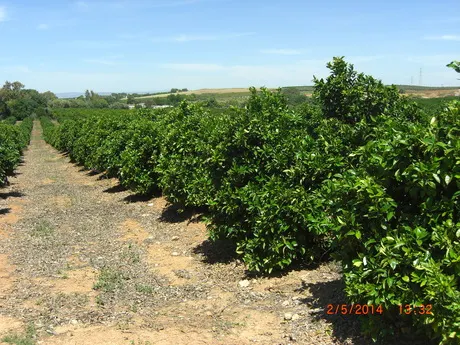 FINCA DE NARANJOS — 4