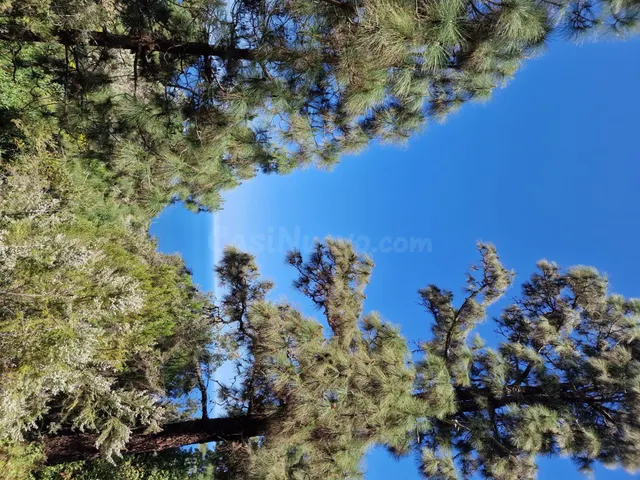 Terreno con Bosque de Pinos en Icod de los Vinos: Una Oportu - foto 4