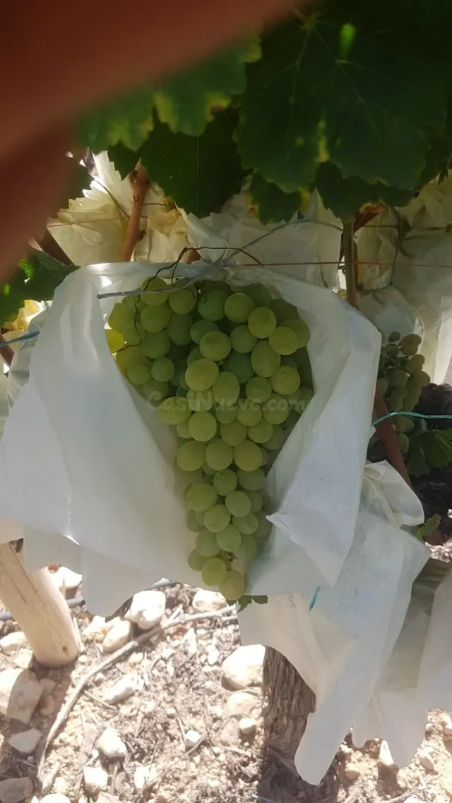 SE VENDE PARCELA EN PRODUCCION DE VIÑEDOS DE LA VARIEDAD ALE - foto 5