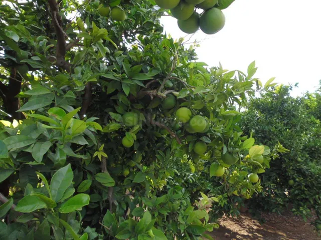 Suelo agrícola con plantación de naranjos, variedad navelina - foto 4