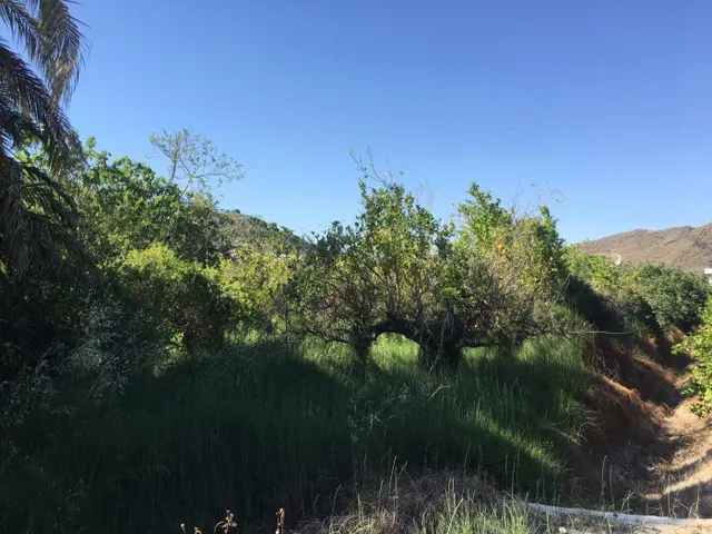 SE VENDE TERRENO PLANTADO DE LIMONEROS — 14