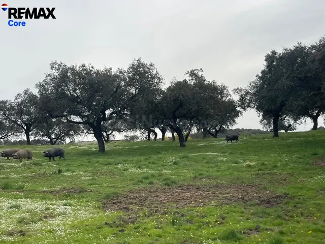Preciosa Dehesa Extremeña - foto 5