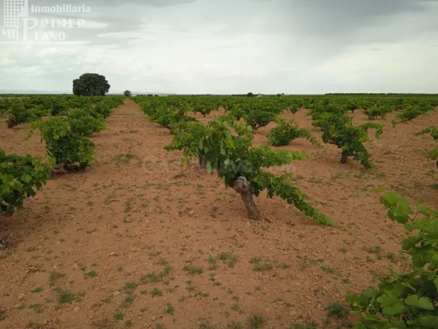 Se venden 1,5 hectareas de viña de secano junto a la carrete - foto 2