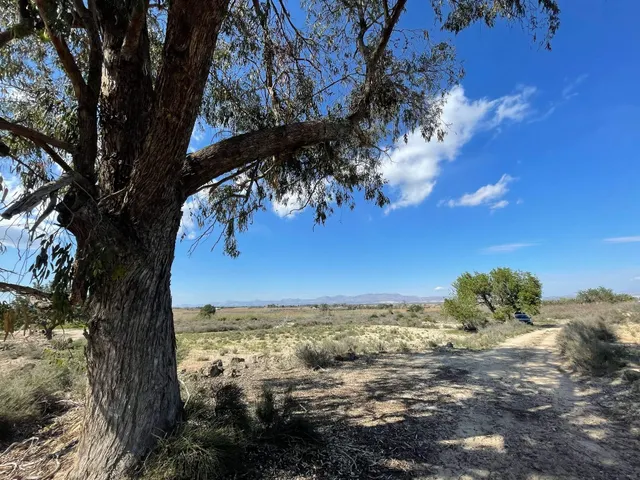 DISFRUTA DEL CAMPO A UN PASO DE LAS PLAYAS DE ELCHE — 5