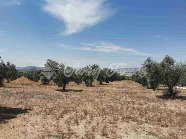 Suelo urbanizable en Venta en Biar Alicante - foto 2