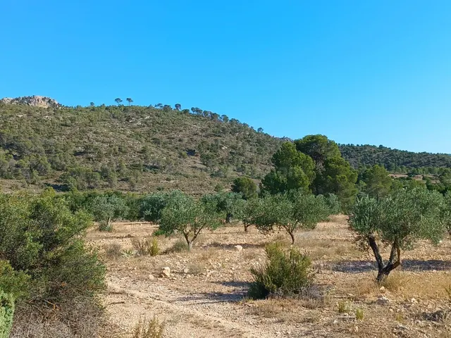 Parcela en venta - Ayuntamiento - foto 2