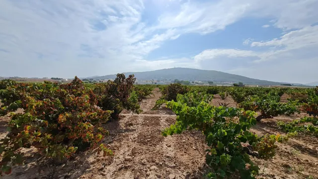 Terreno rústico en venta cerca Pinoso (Alicante) — 10