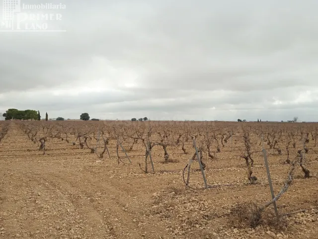 Se venden 16 hectareas de viña en la zona de cantivano y Min - foto 2