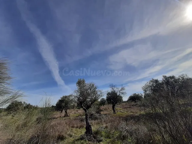Olivar en Botija - foto 2