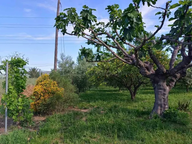 AMPLIO TERRENO RURAL - foto 5