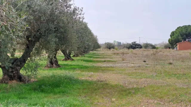 Finca rústica en venta en Constanti — 29