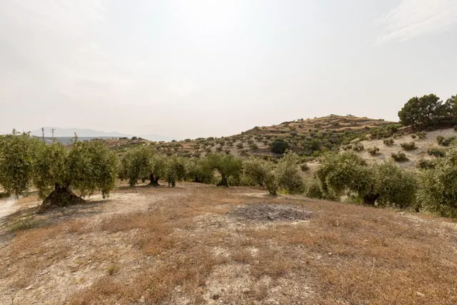 Olivar en venta - JAYENA — 8