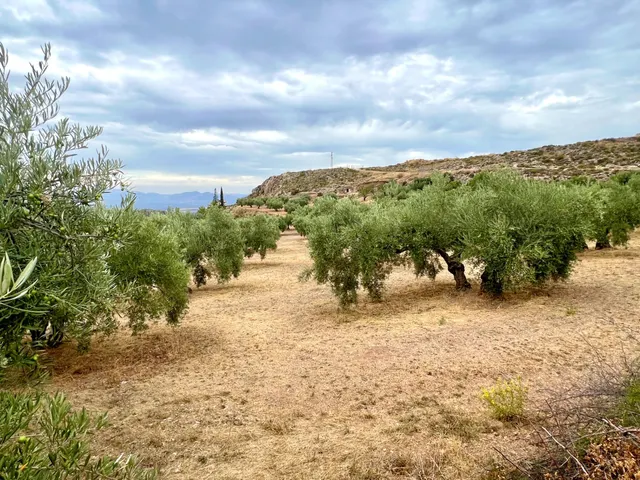 NIVAR - FINCA DE OLIVOS — 18