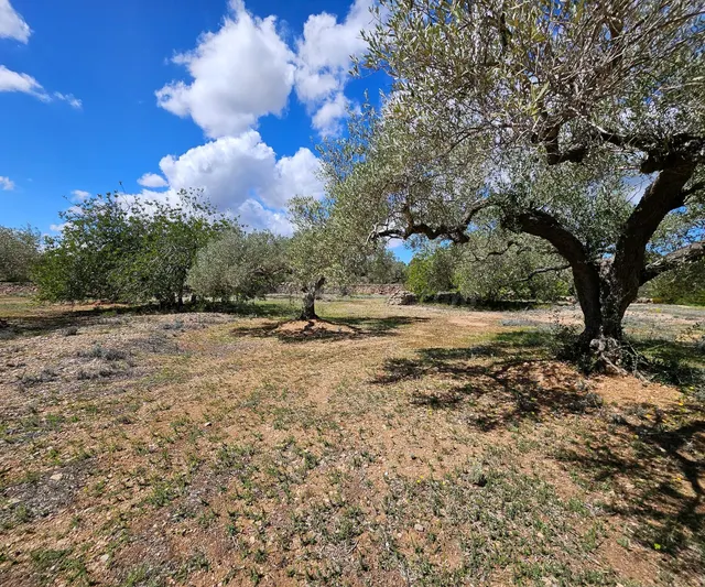 Finca Rustica de 45.344 m2, plana y plantada de olivos en producción — 4