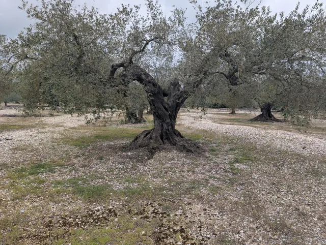 Terreno rural en venta - Traiguera - foto 2