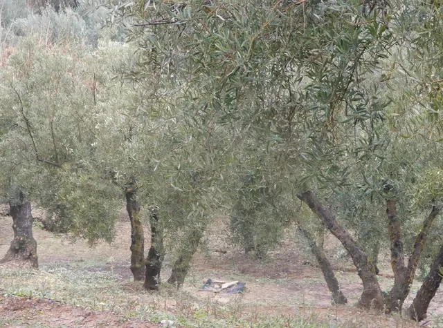 Finca rústica en Peligros – Ideal inversión o explotación agrícola — 10