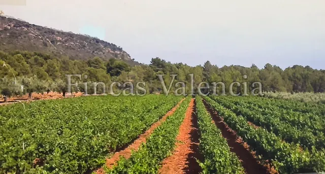 BODEGA DE AUTOR EN PRODUCCIÓN. CASI 6 HECTAREAS DE VIÑEDOS - foto 3