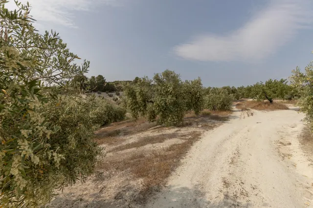 Olivar en venta - JAYENA — 17