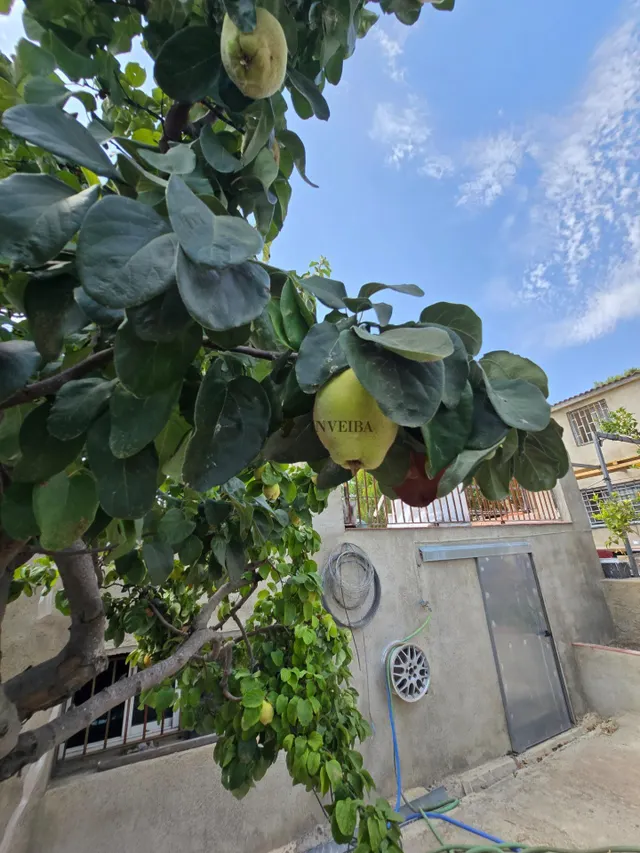 casa rodeada de zona verde — 9