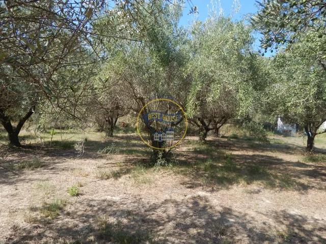 OPORTUNIDAD PARCELA DE REGADÍO CON ÁRBOLES FRUTALES EN PLENA PRODUCCION EN ONTINYENT — 5