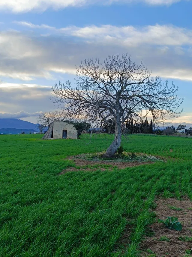 Dos parcelas rústicas juntas entre Tordera y Blanes — 9