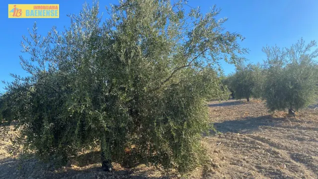 Olivar intensivo en buena ubicación — 5
