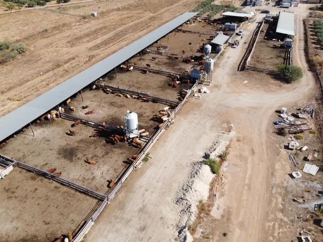 Gran explotación ganadera en lorca: capacidad para 760 cabezas y finca agrícola en producción — 15