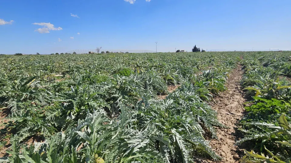 Se vende suelo agrícola en Corvera – más de 20.000 m2