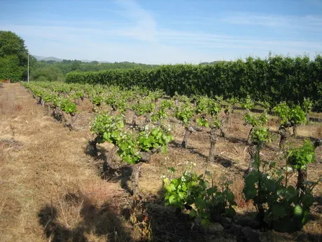 Terreno rural 875m² en venta - Carracedelo