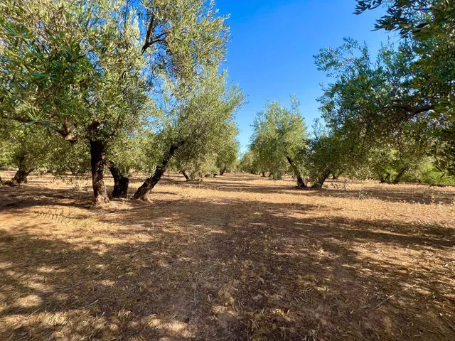 ALBOLOTE - PANTANO CUBILLAS — 40