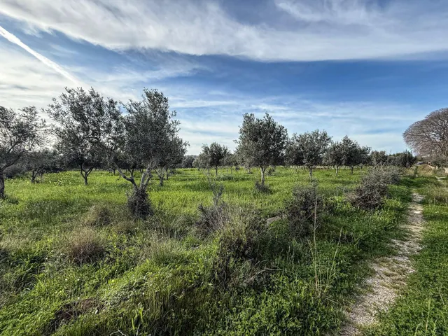 FINCA RUSTICA EN SELVA - foto 2
